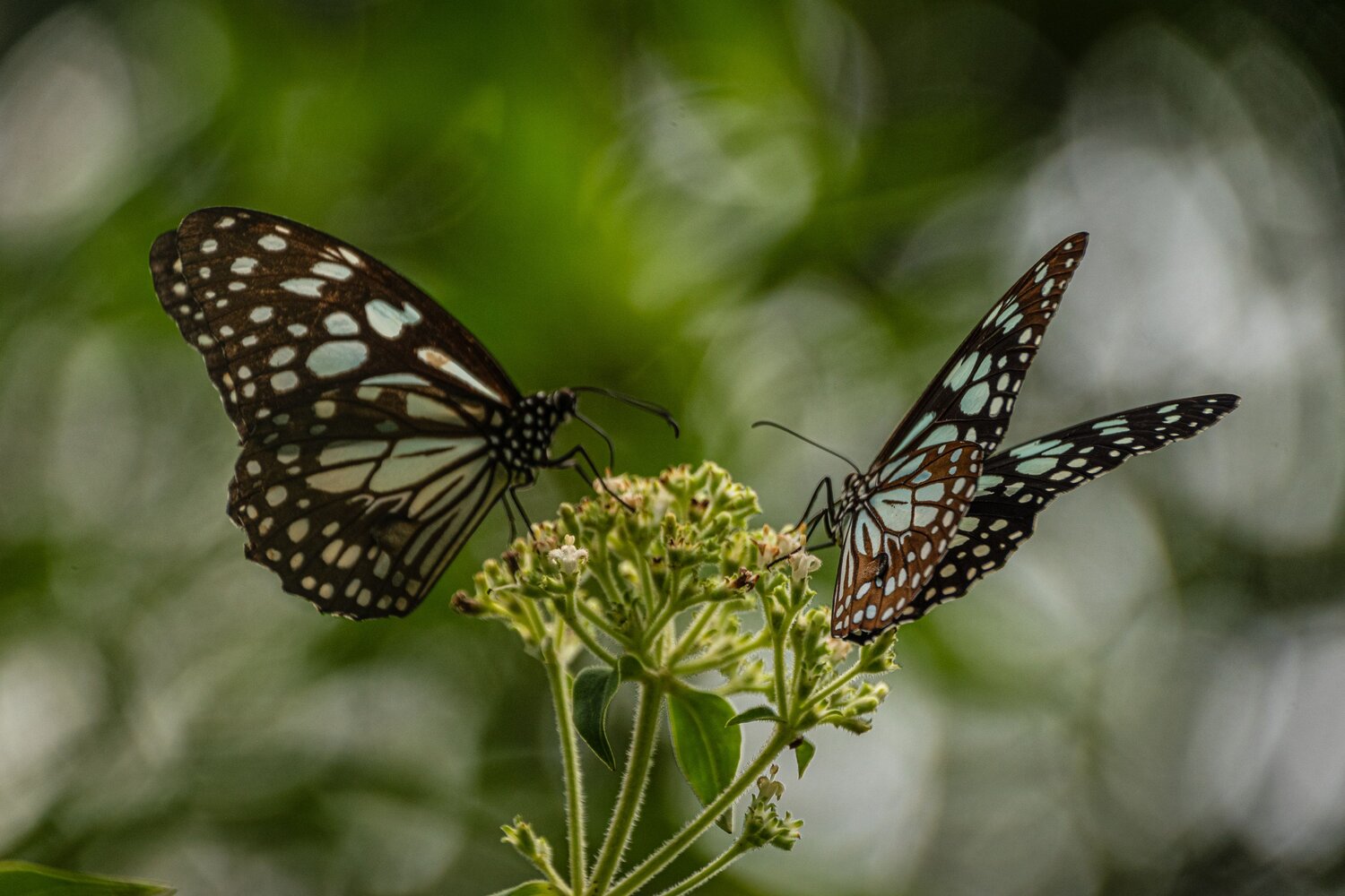 Butterflies