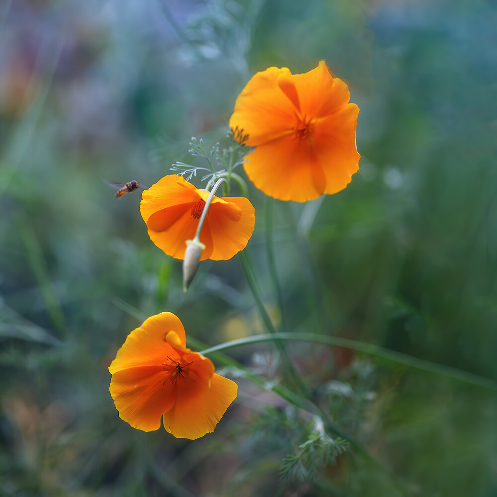 Photograph by Ирина Заколдаева