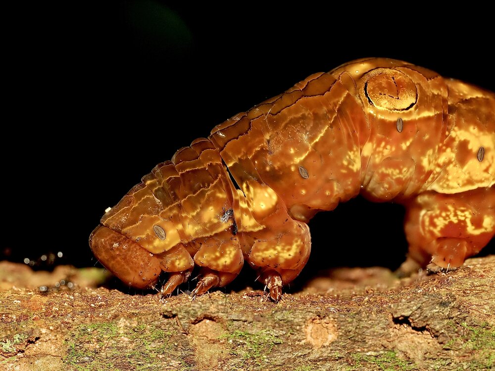 Photograph by Thành Tấn Nguyễn