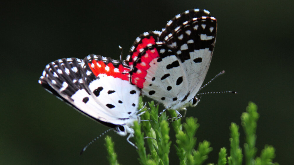 Photograph by Shreeharan Rajasingham