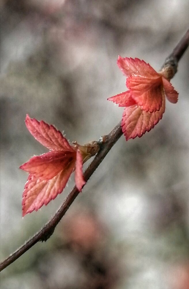 Photograph by НАТАЛЬЯ СЕВЕР