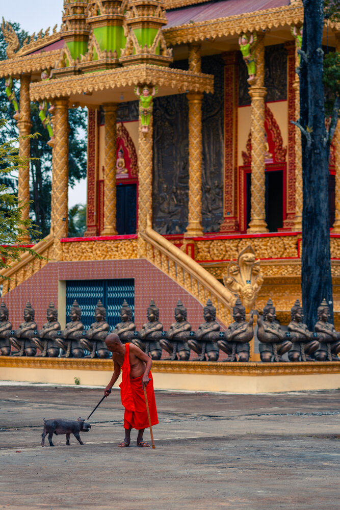 GO QUAO, VIETNAM - SEPTEMBER 10, 2026: An elderly Buddhist monk in traditional saffron robes interacts with a small pig in the courtyard of a majestic Khmer temple, featuring intricate golden pillars and mythological guardian statues in the Mekong Delta