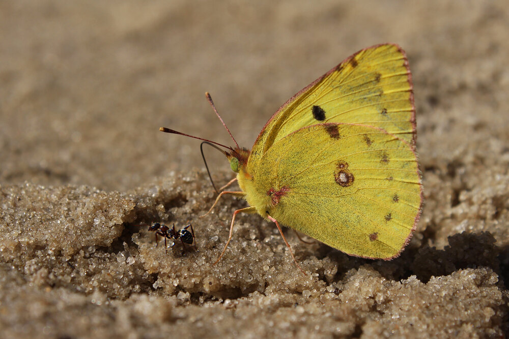 Photograph by Светлана Шубина