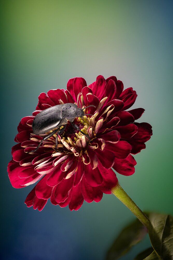 Flower and beetle