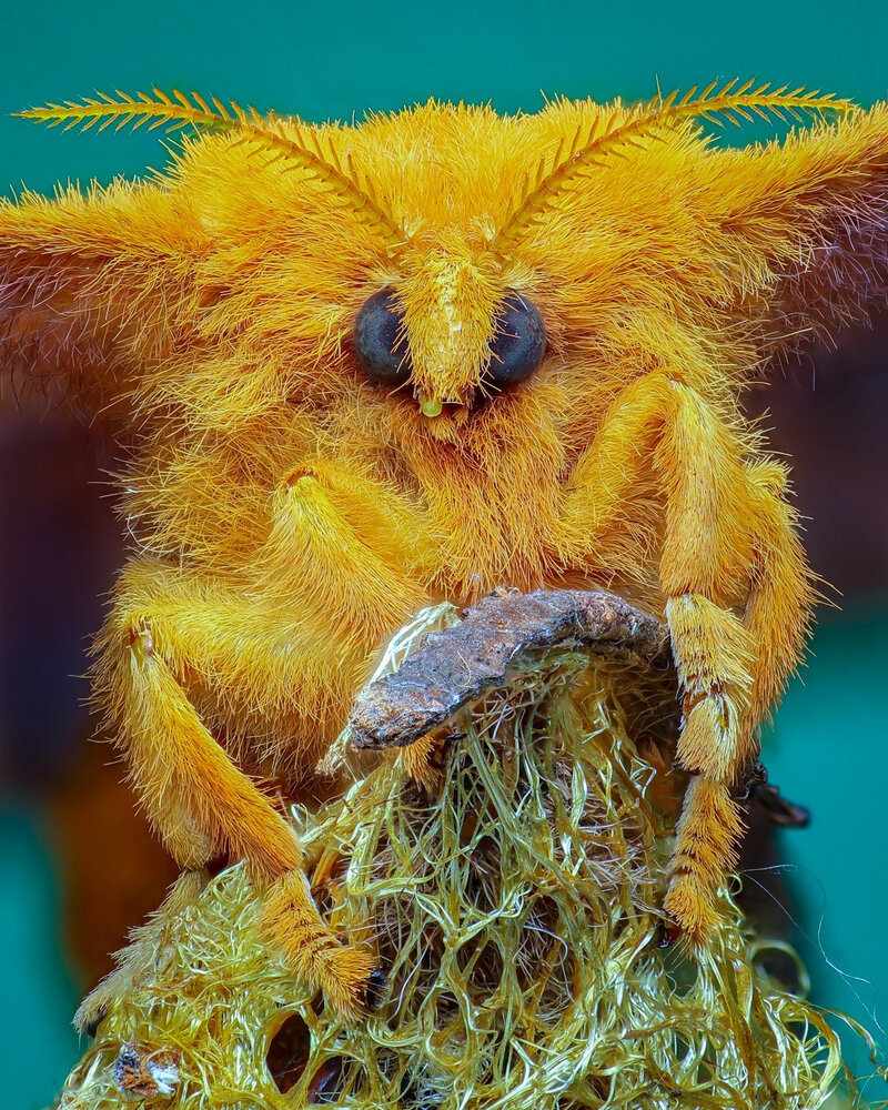 Tussock moth