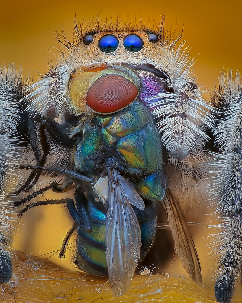 a spider eats flies