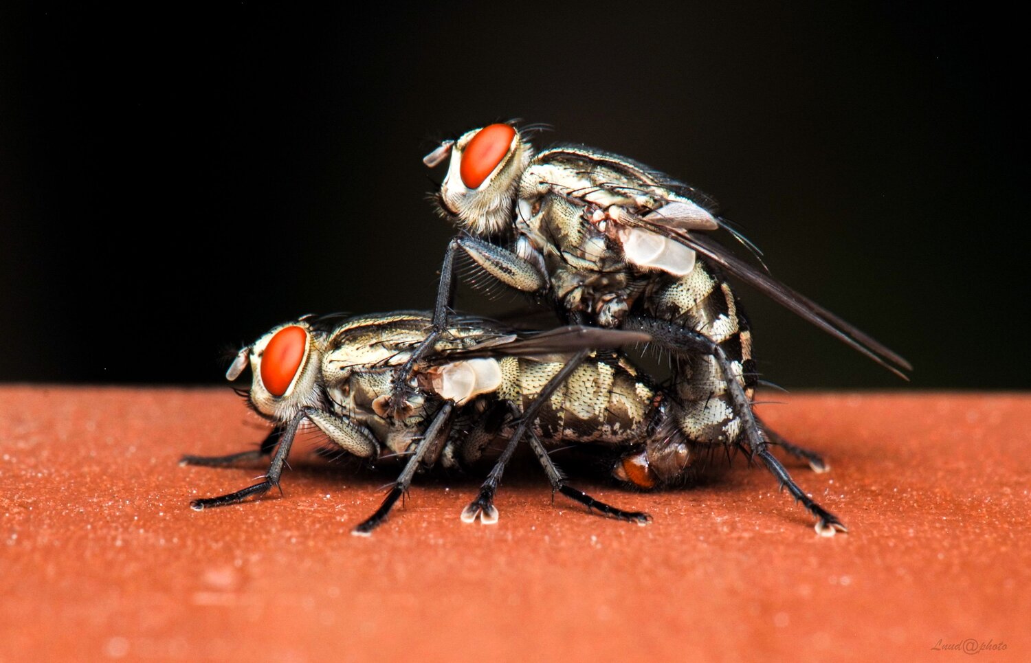 Sarcophagidae