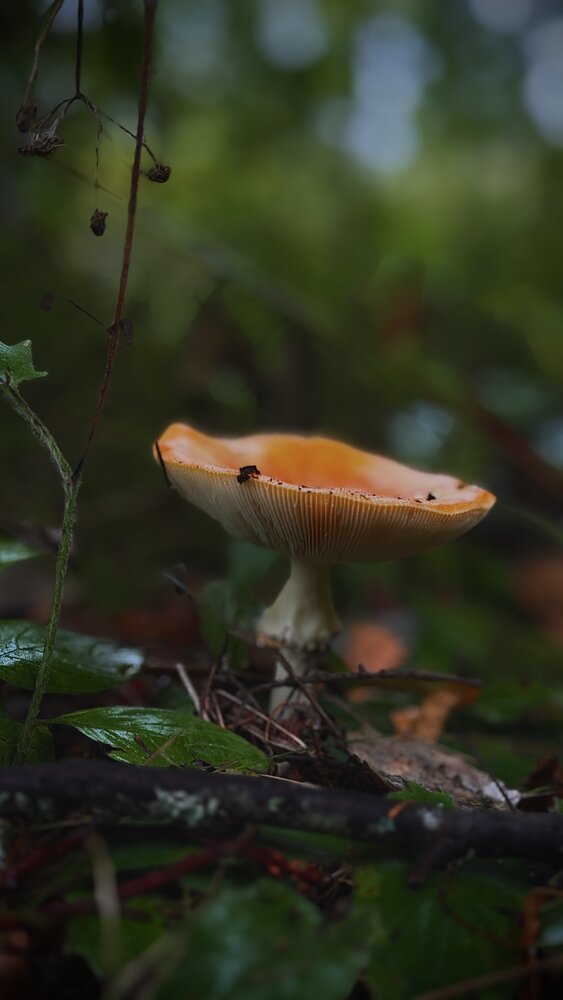 Photograph by Анечка Машенькина