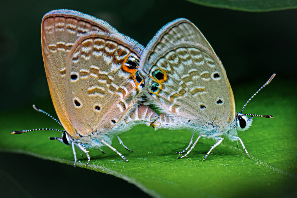 Photograph by Dhruv Shilpi