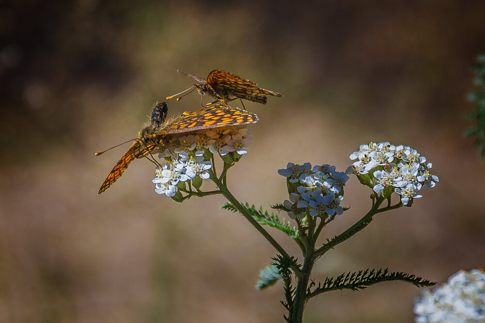 Photograph by Алексей Трифонов