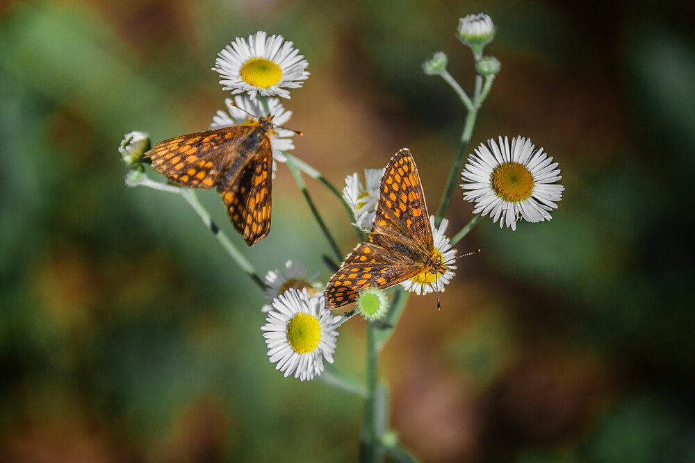 Photograph by Алексей Трифонов