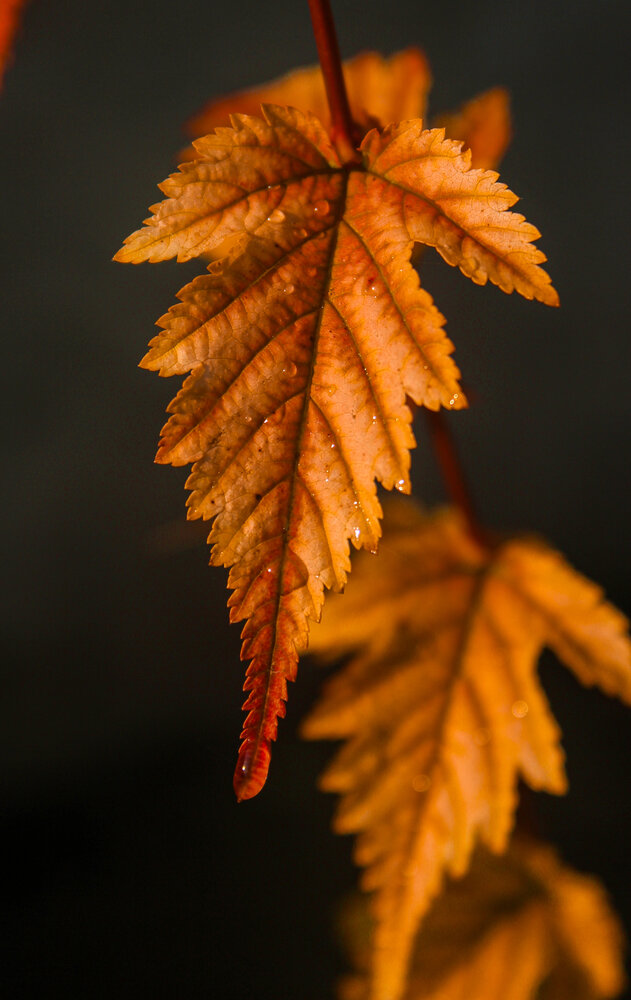 Photograph by Евгения Флиорчук