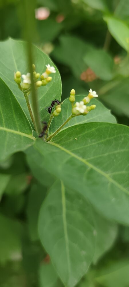 Photograph by Chandrika Ghoshal