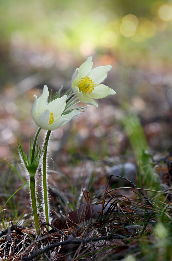 Photograph by Елена Гасенко