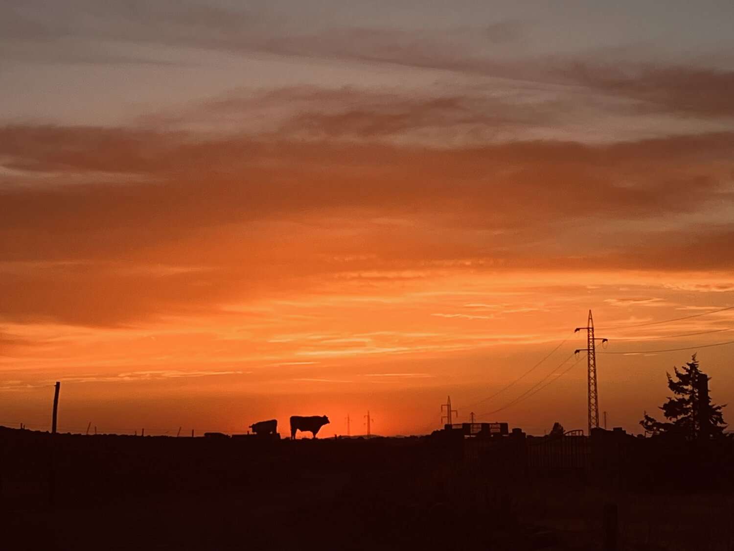 La vaca Covap