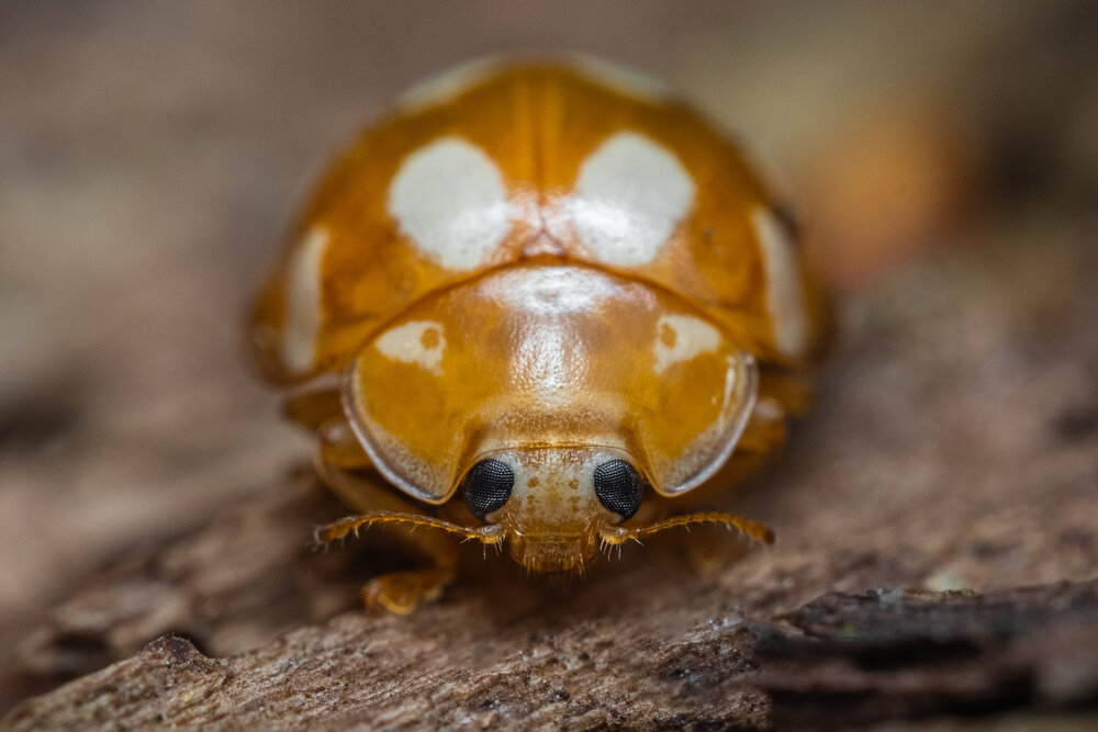 Photograph by БОРИС БЕЛКАНИЯ