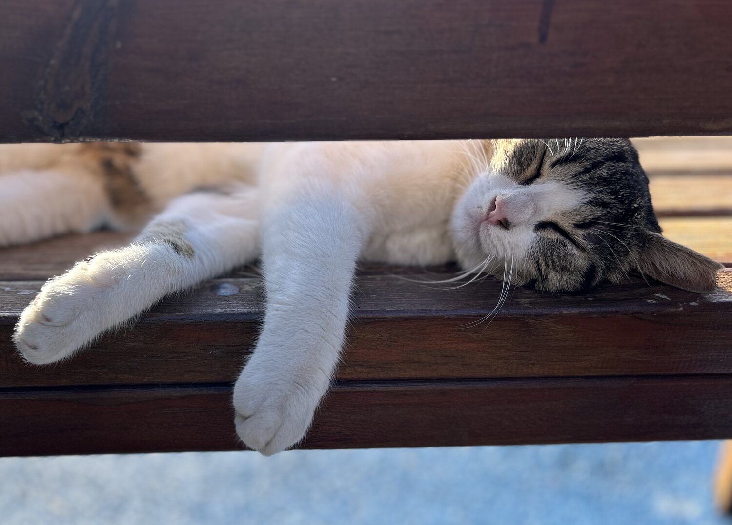 Photo #14013566