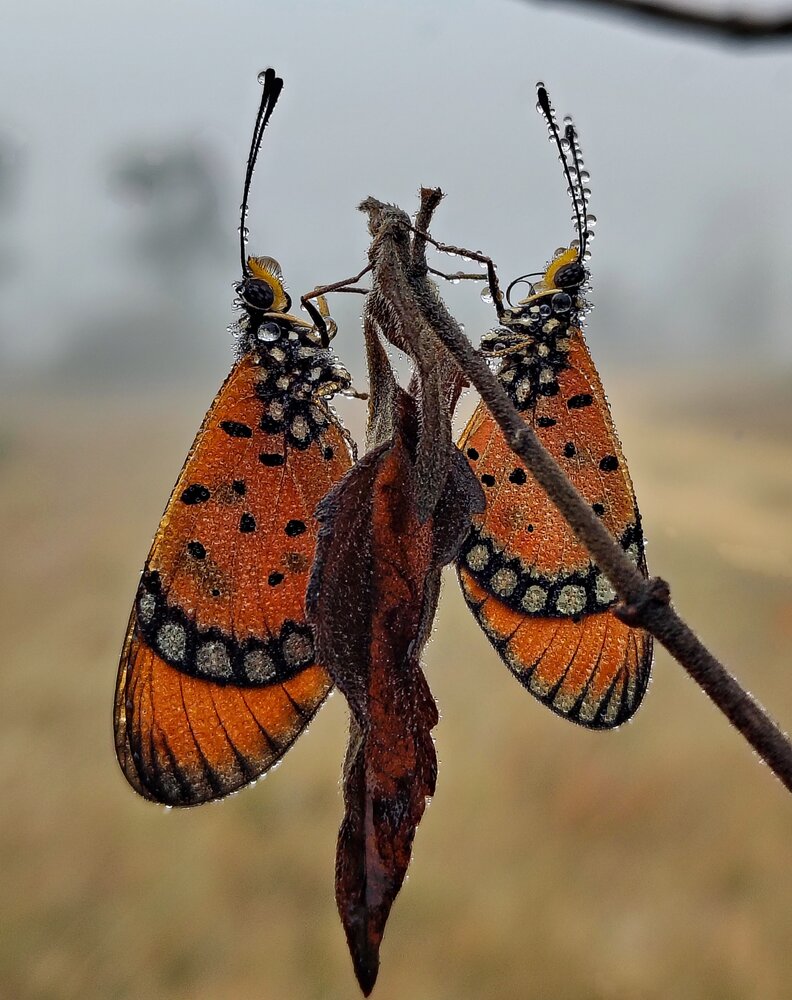 Photograph by Sanjay karmakar