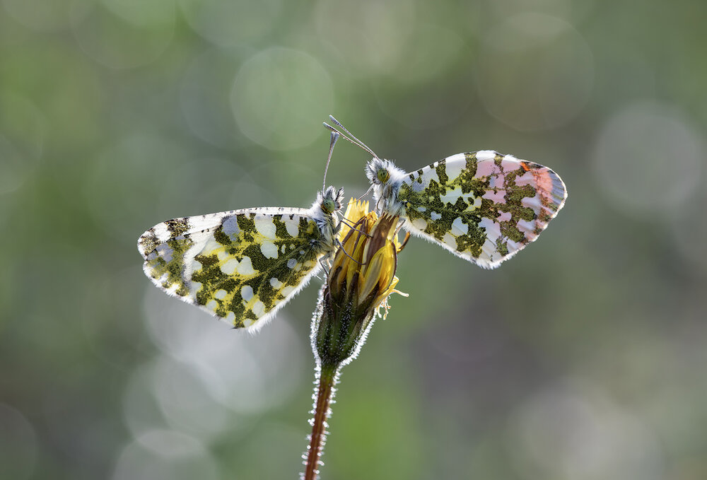 Photograph by ERDEM ARIF YIGIT