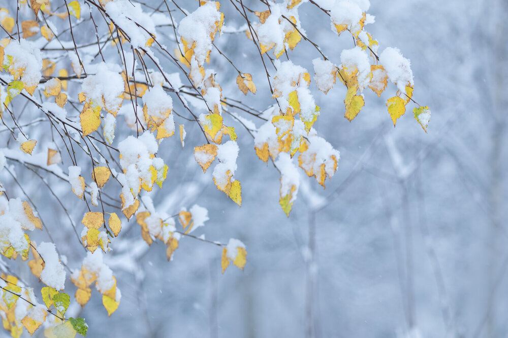 Photograph by Юлия Куликова