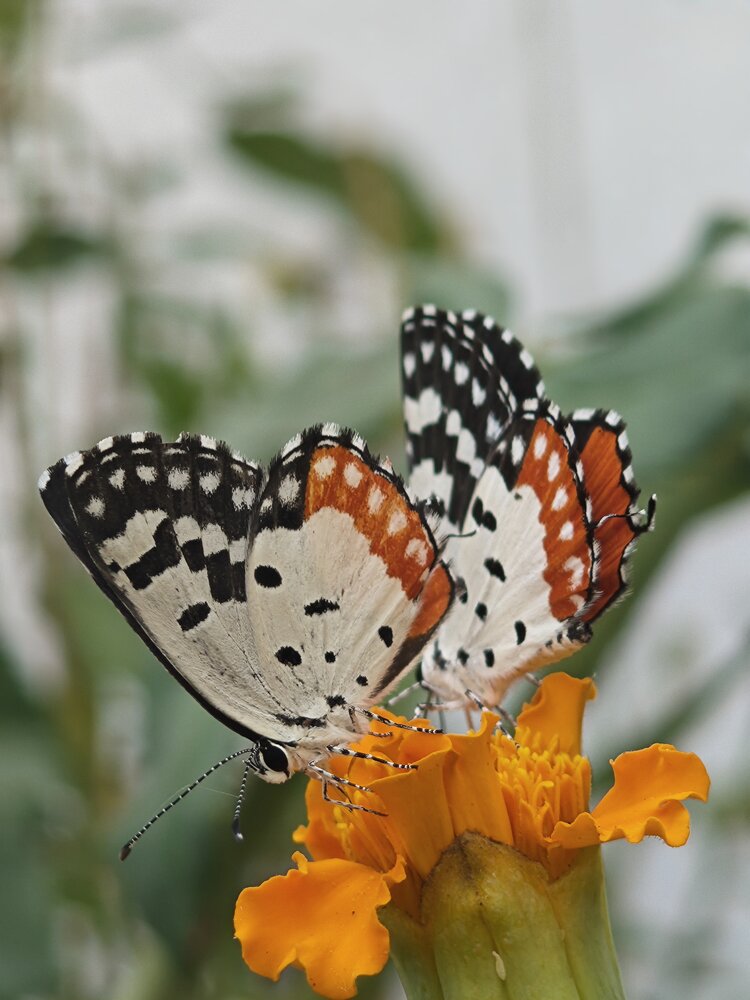 Photograph by Anil Yadav