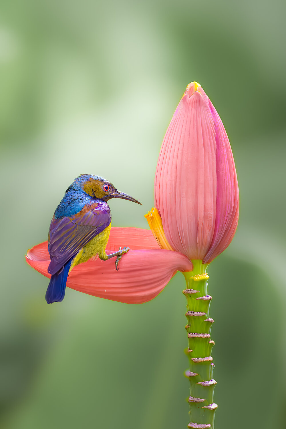 Nature’s Palette