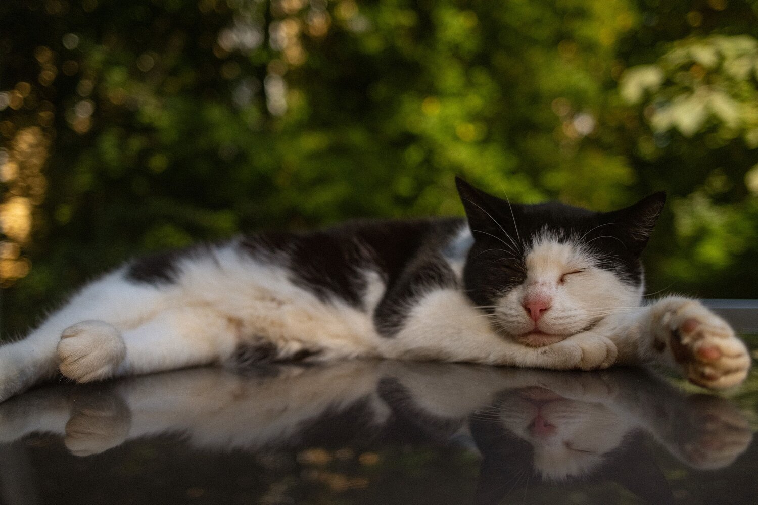 Photo #14014145