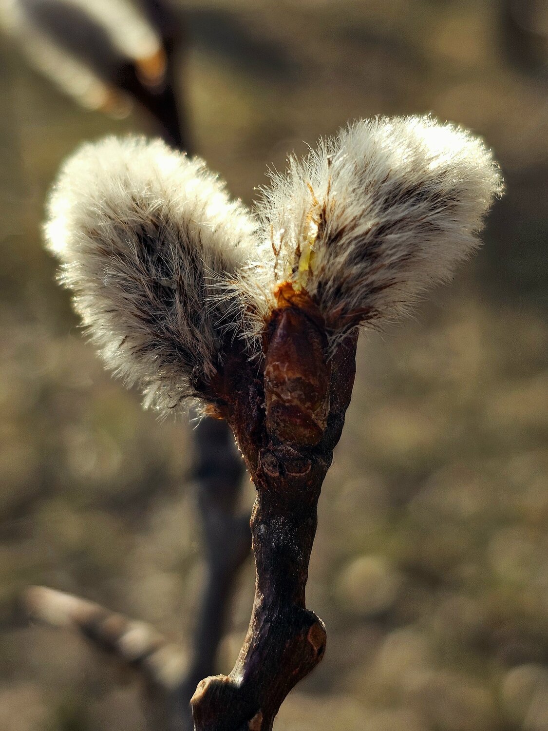 Photo #14014285