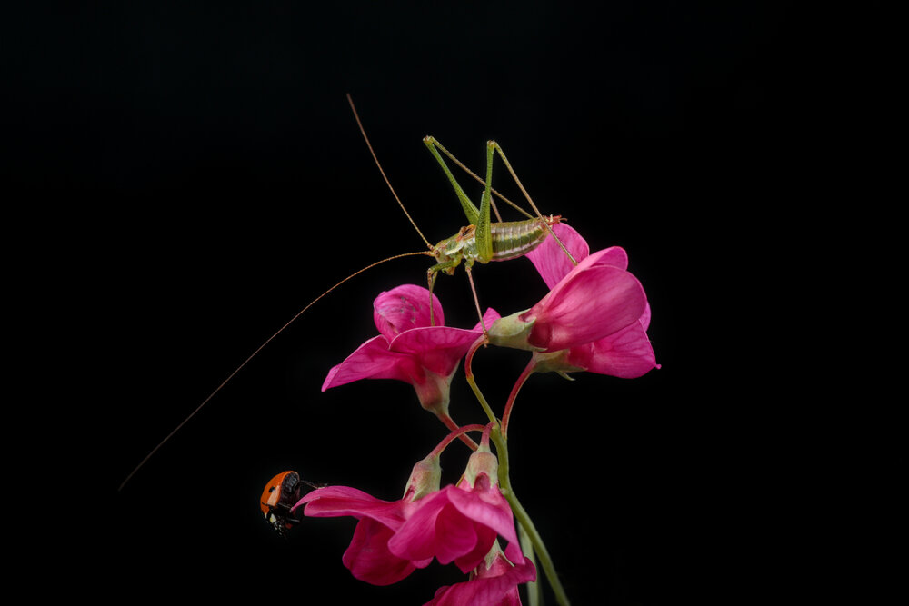 Photograph by Юлианна Митрофанова