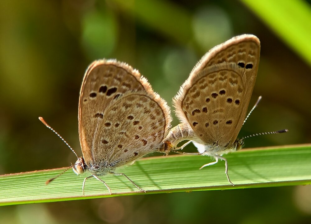 Photograph by Tharuni Shyamika Lakmali Wella Waduge