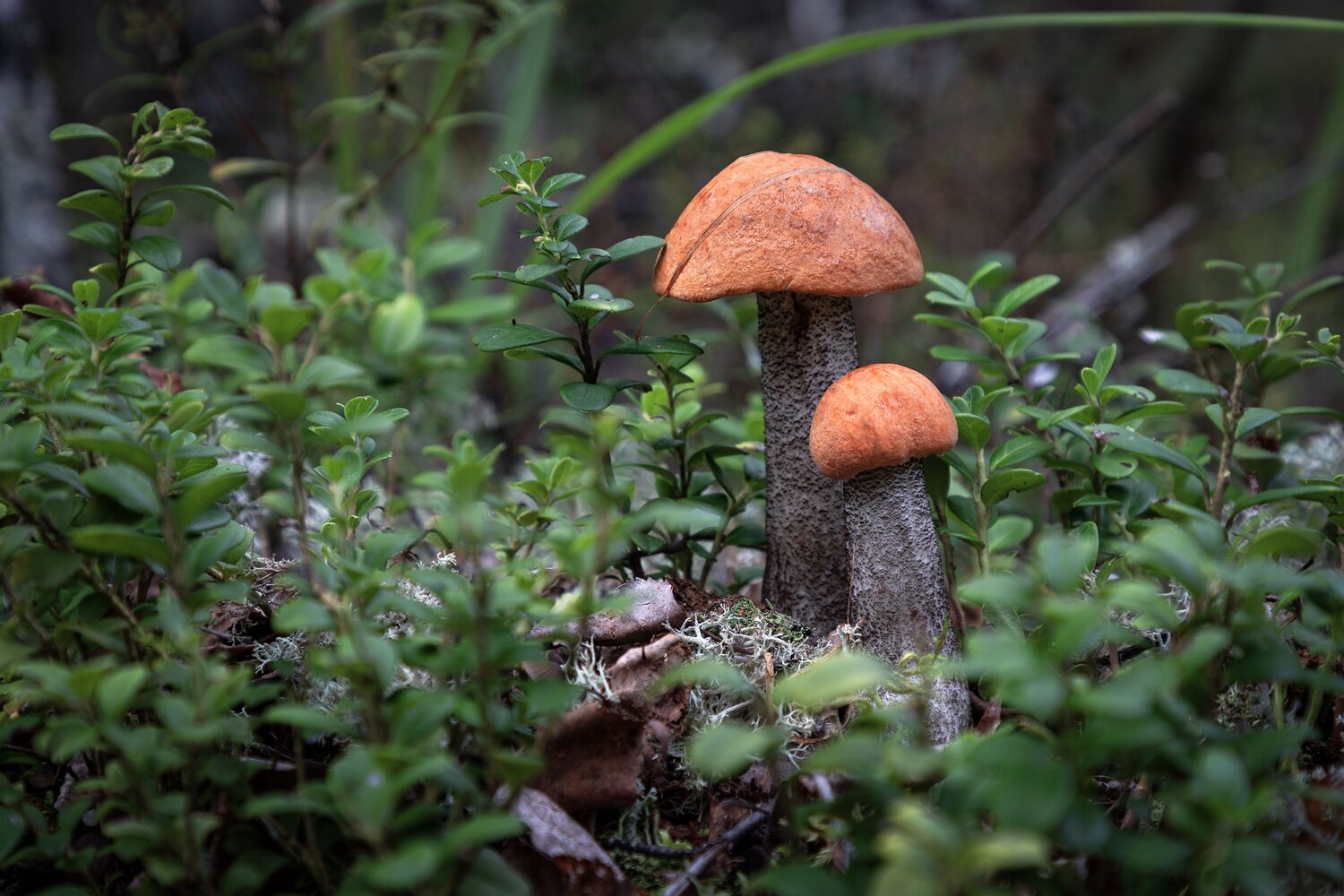 Photo #14014494