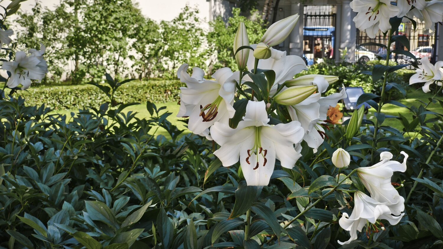 Дворцовые Лилии (Palace Lilies)