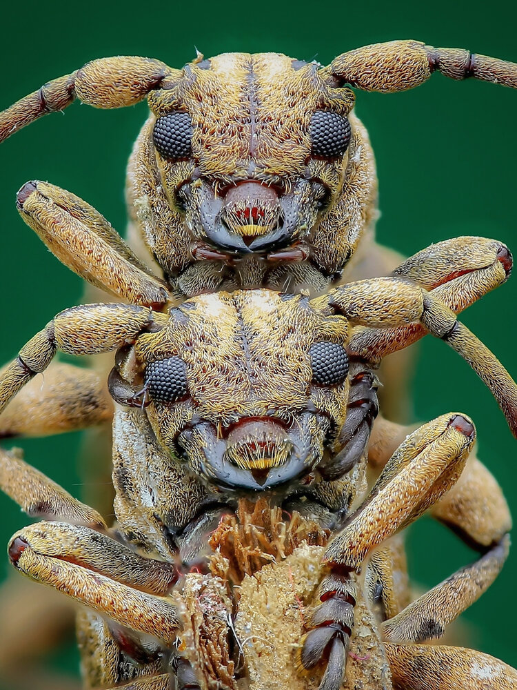 Фотография автора Muhamad Ikhsan Ikhsan