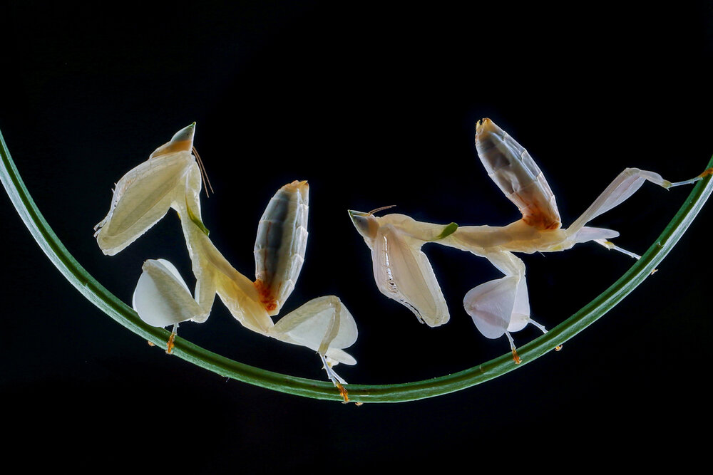 Фотография автора Muhamad Ikhsan Ikhsan