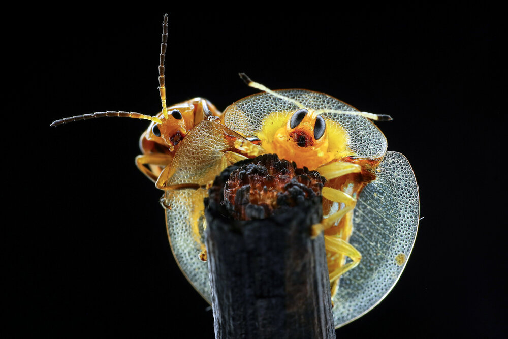 Фотография автора Muhamad Ikhsan Ikhsan