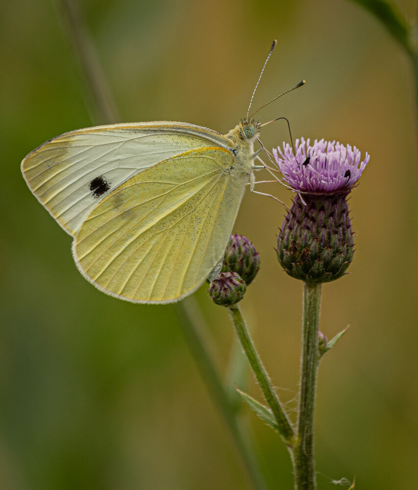 Photograph by Olga Arune