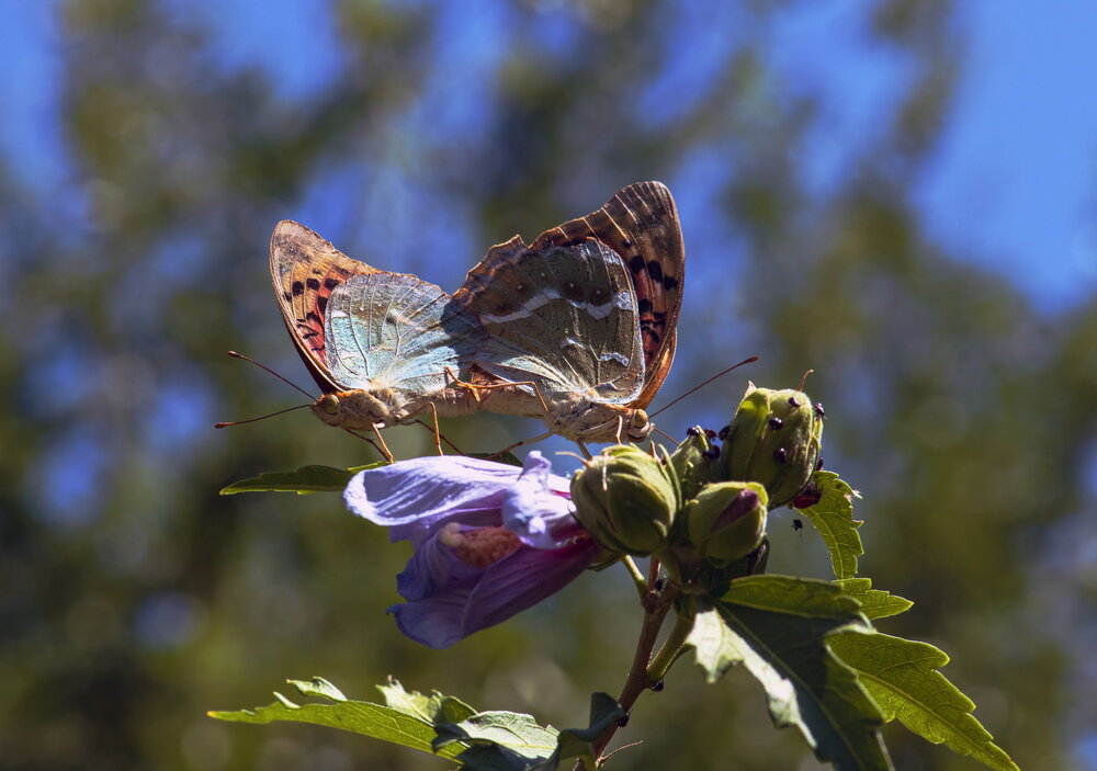 Соитие