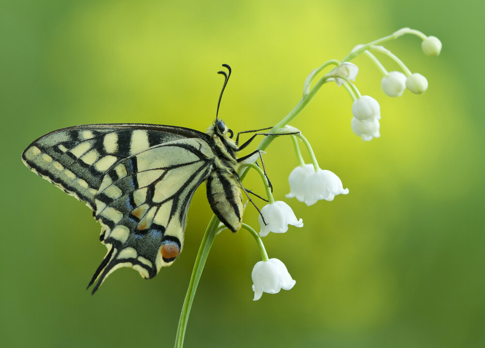 Photograph by Leonid Fedyantsev