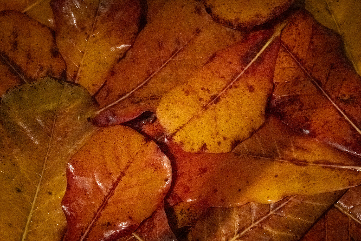 Photo #14015235
