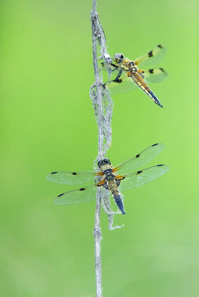 Photograph by Leonid Fedyantsev