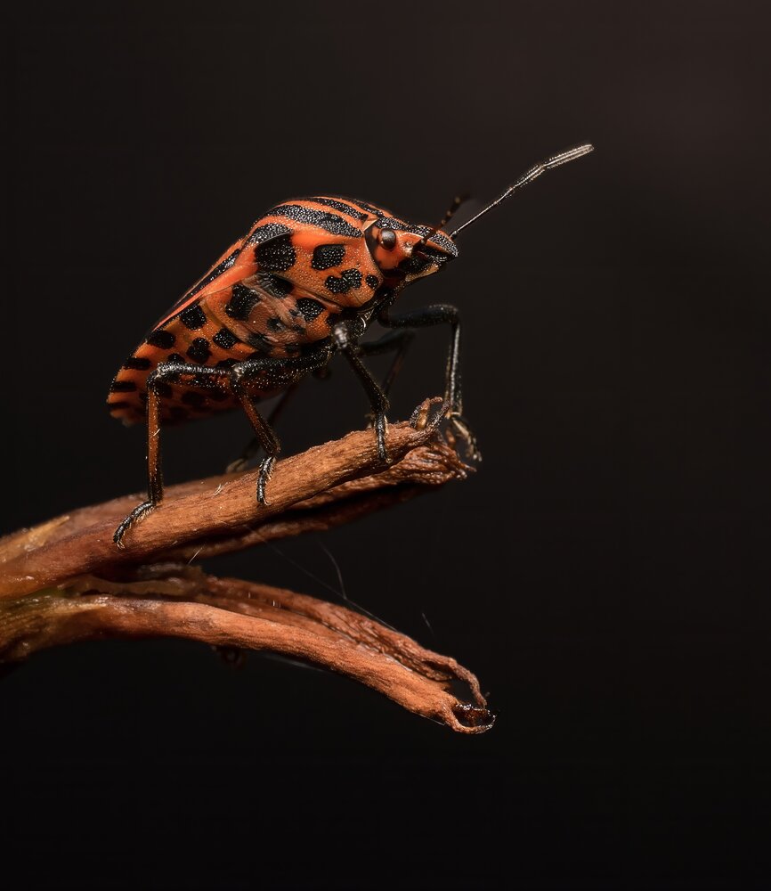 Photograph by Людмила Железнова