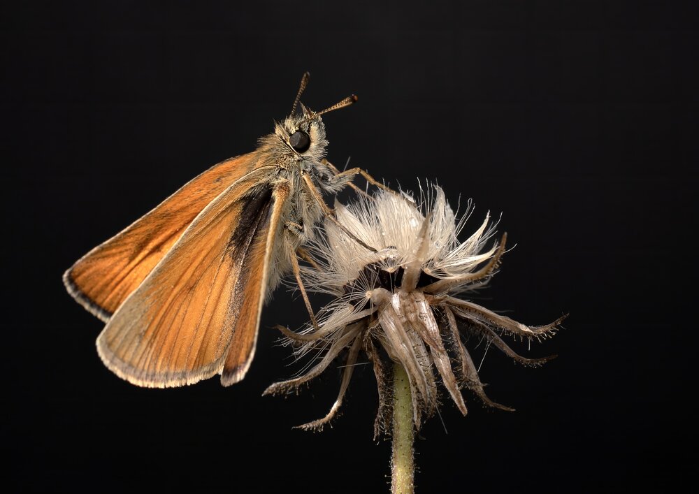 Photograph by Людмила Железнова
