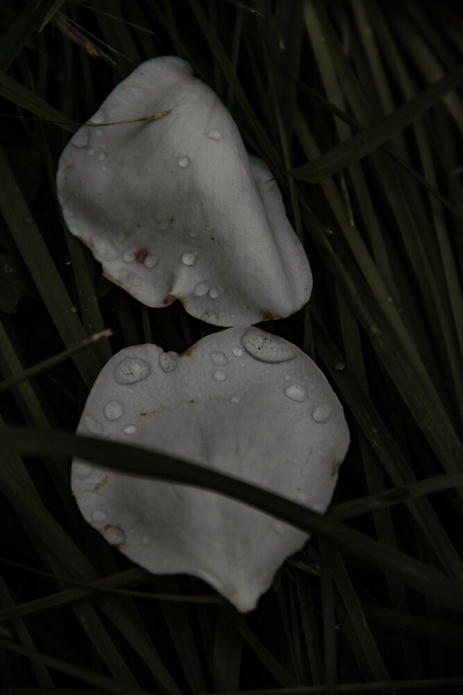 Photograph by Анастасия Псарёва
