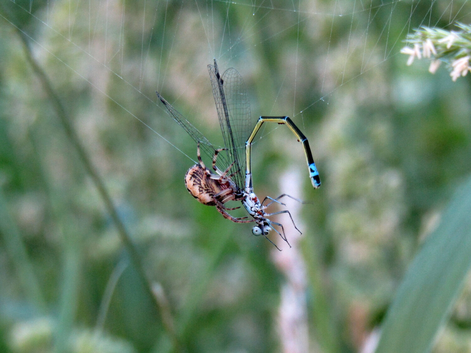 Photo #14015469