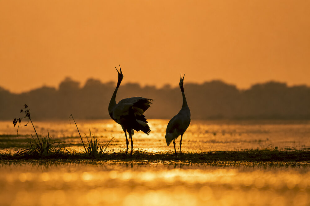 Фотография автора akash banerjee