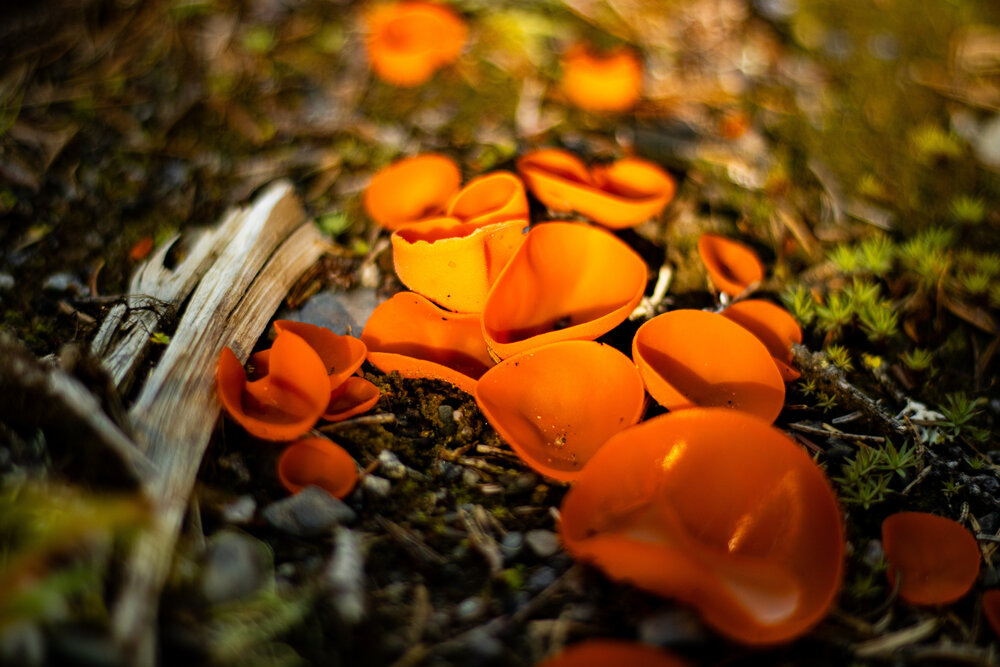 Photograph by Марина Халатова