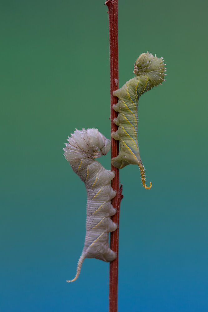 Orugas esfinge