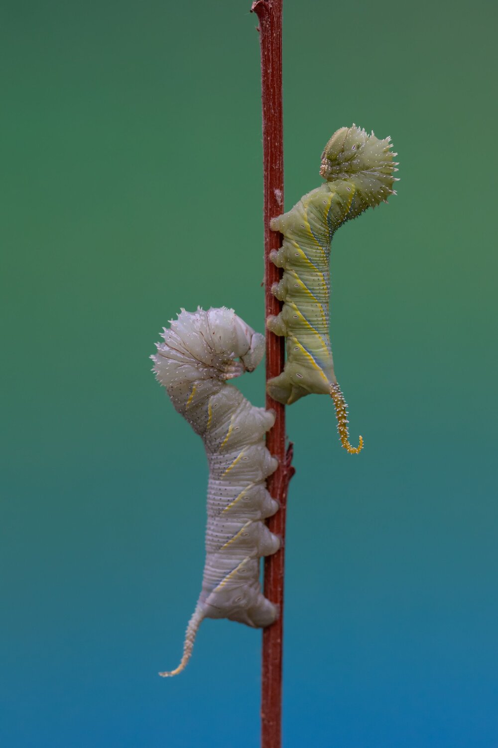 Orugas esfinge