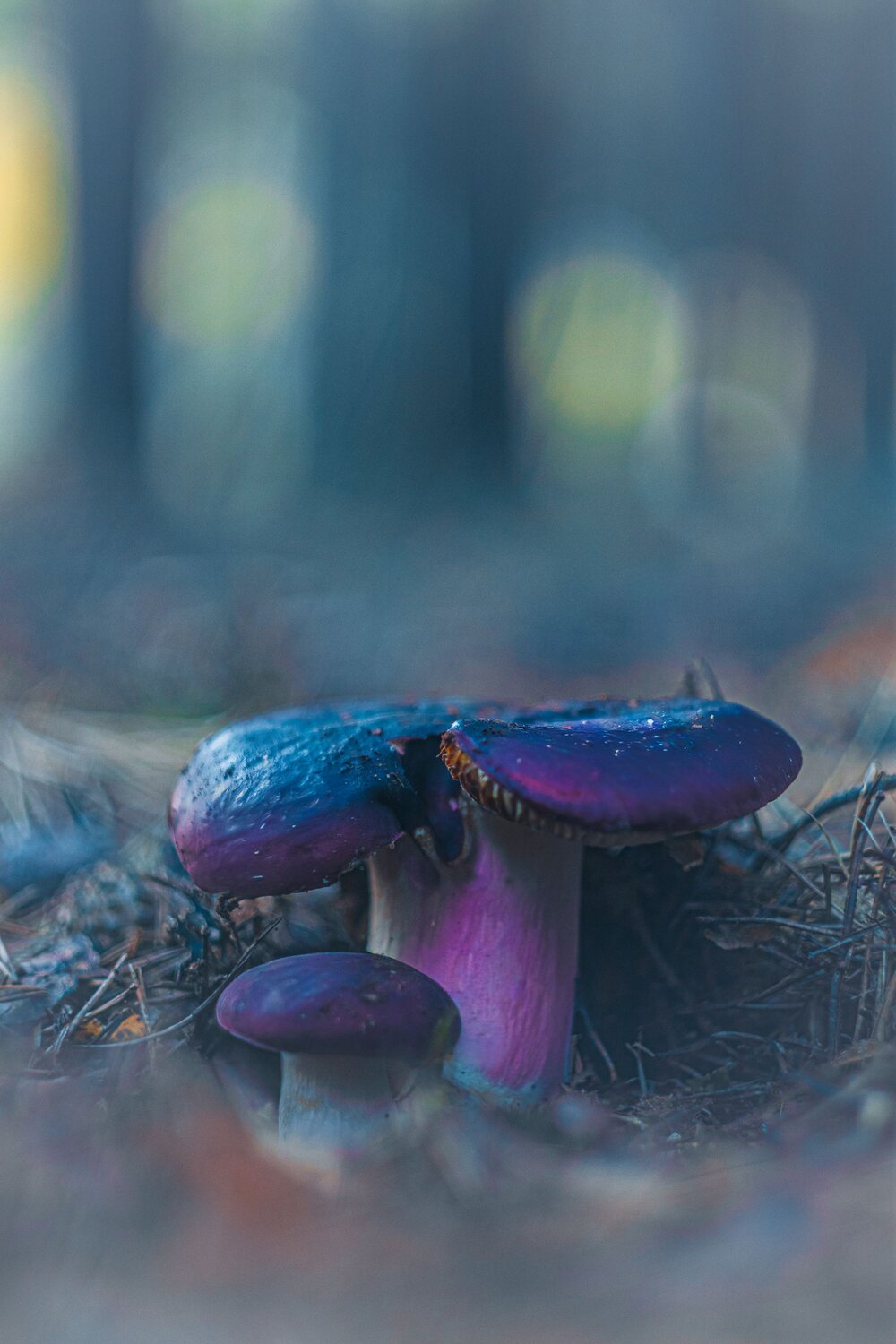 Pareja de hongos en un bosque de Teruel