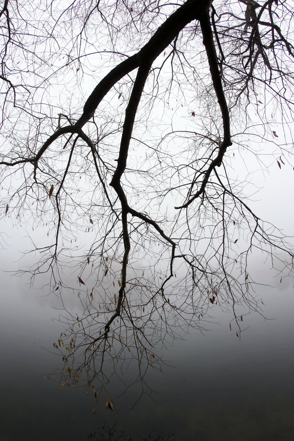Photo #14016474